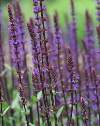 Salvia nemerosa Caradona